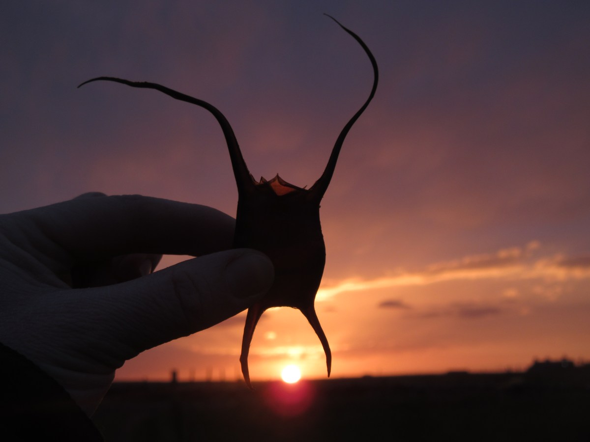 Meet Sally Huband- Eggcase&nbsp;Hunter…