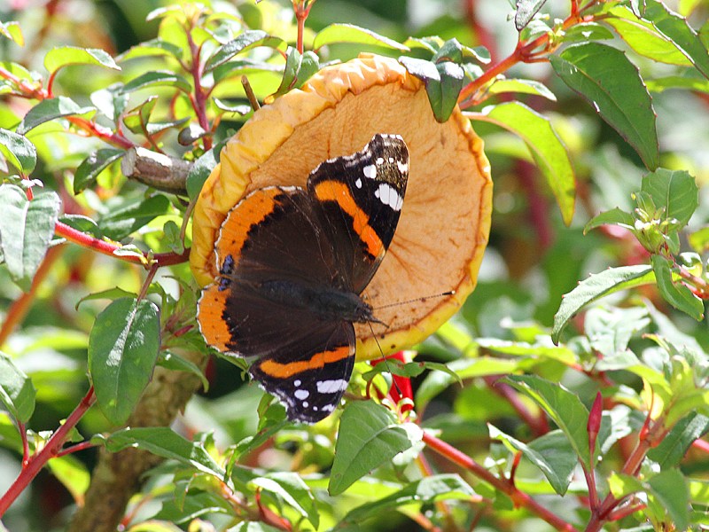 Shetland Butterfly Spot