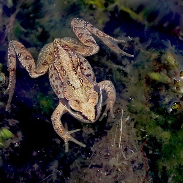 Summer Holiday Project #4- Build your own&nbsp;Hibernaculum