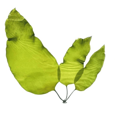 Summer Holiday Project #1- Seaweed&nbsp;Pressing