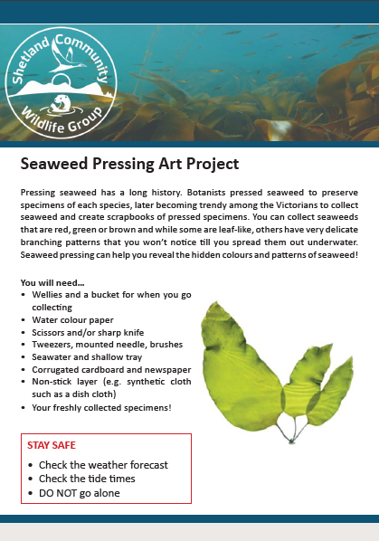Summer Holiday Project #1- Seaweed Pressing – Shetland Community ...