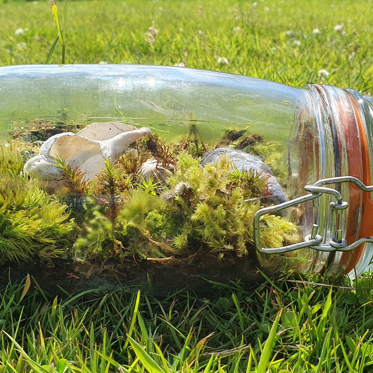 Summer Holiday Project #5- Create your own Mini&nbsp;Ecosystem