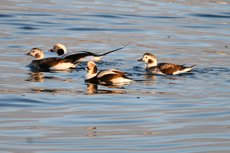 Long-tailed ducks on the sea