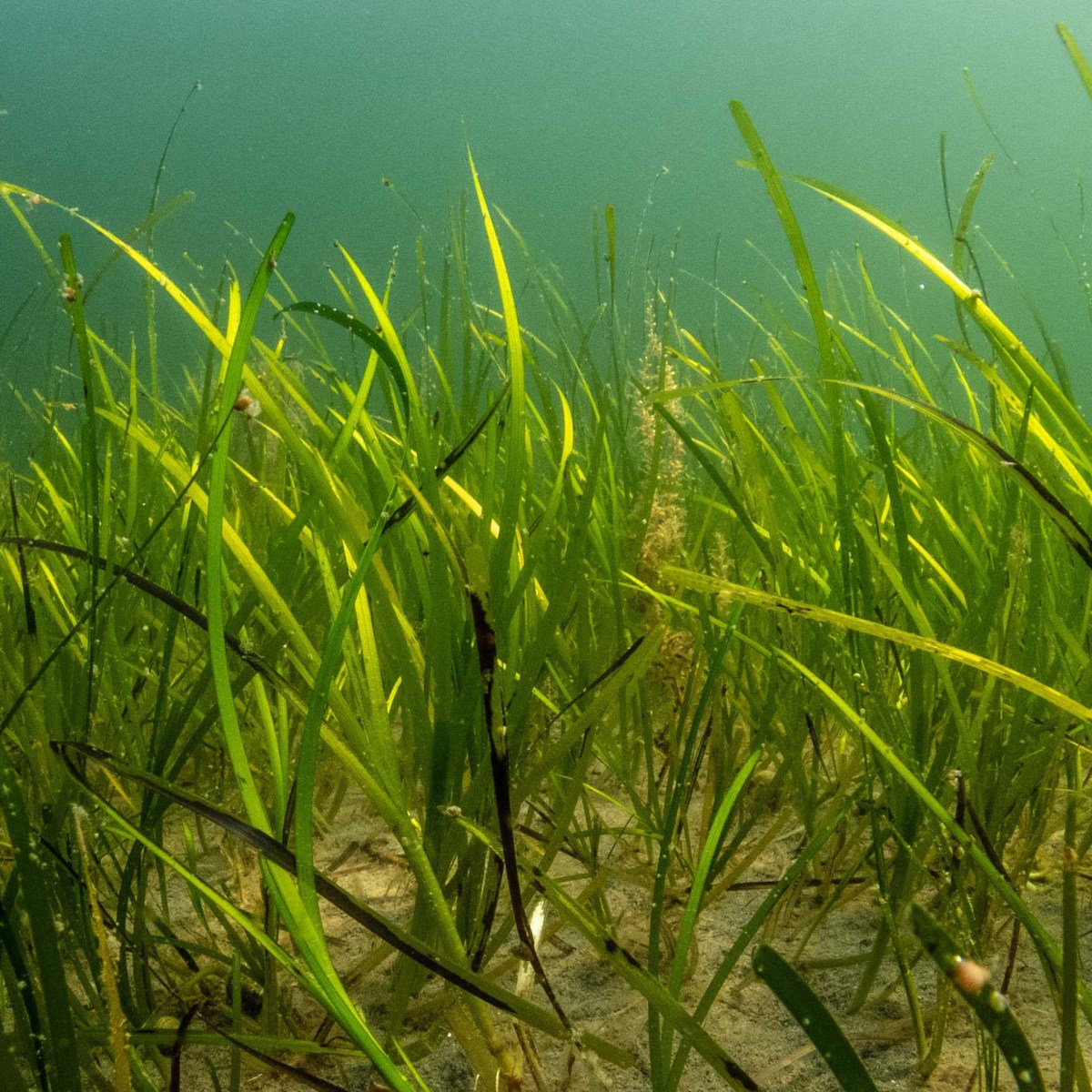 Searching for Shetland’s lost&nbsp;seagrass