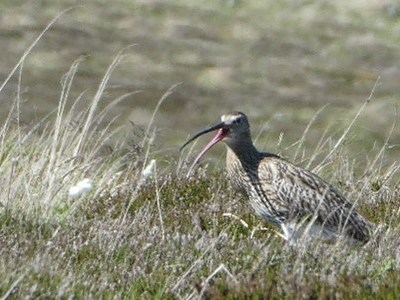 A Celebration of Birds and&nbsp;Bogs