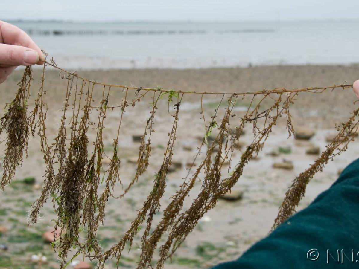 Welcome to INNS&nbsp;Week!