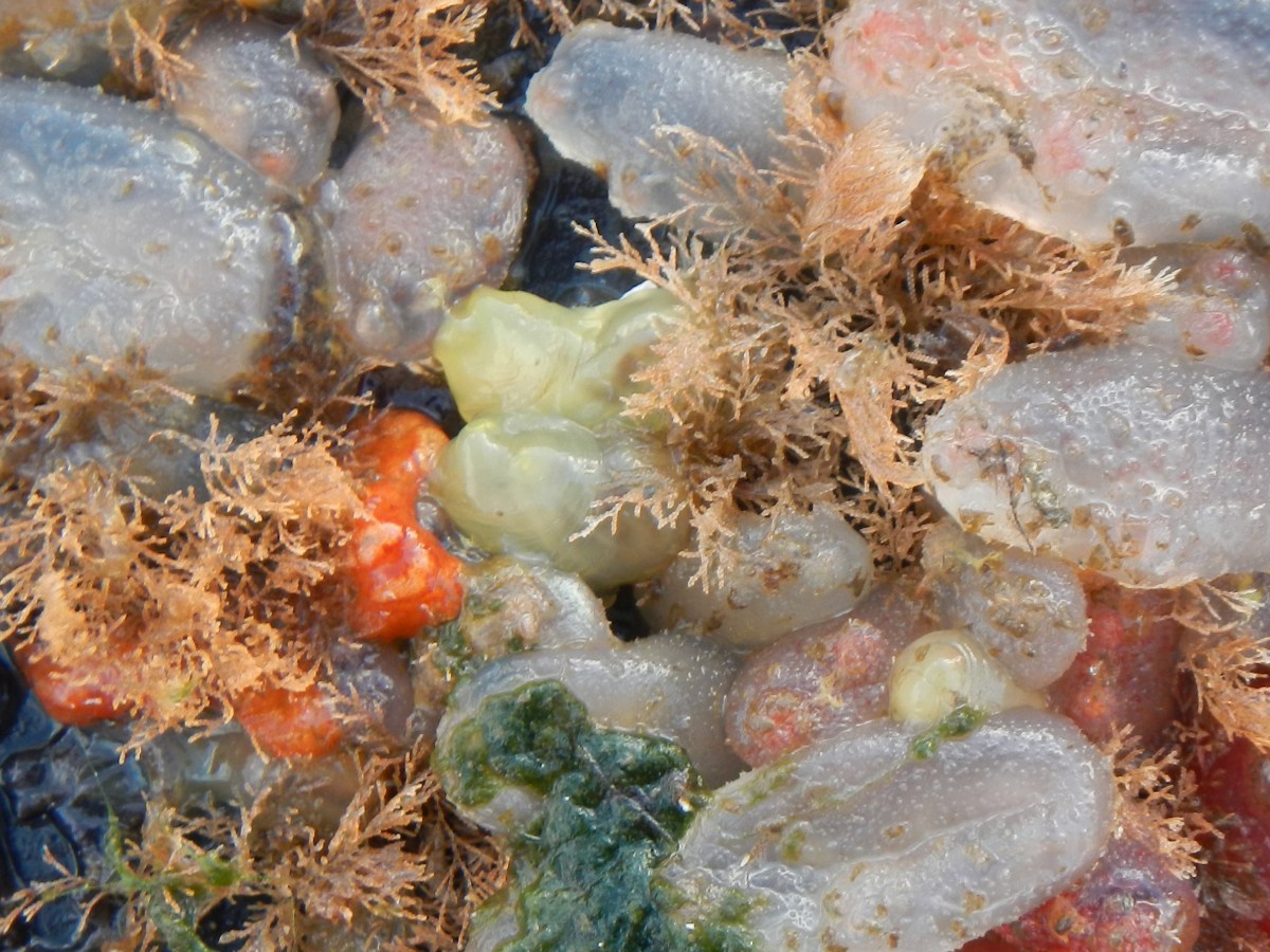 Monitoring marine non-natives at UHI&nbsp;Shetland