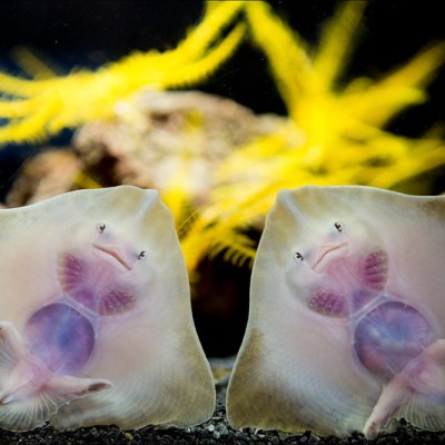A Plaice for Skate at the&nbsp;Ness