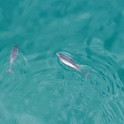 Shetland Porpoises in the Spotlight: volunteers and drone footage give new insight into porpoise&nbsp;behaviour