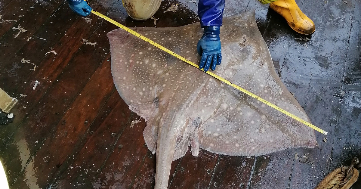 Someone measuring a flapper skate