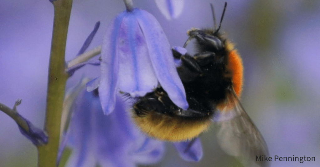 A bumblebee on a flower